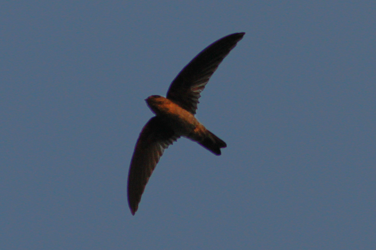 Edible-nest Swiftlet