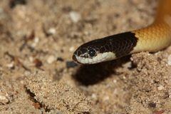 Rhynchocalamus melanocephalus