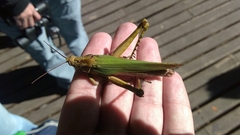 Coryacris angustipennis