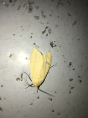 Arctiinae