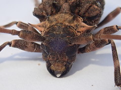 Polyrhaphis spinipennis