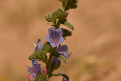 Echium gaditanum