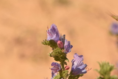 Echium gaditanum