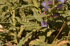 Echium gaditanum