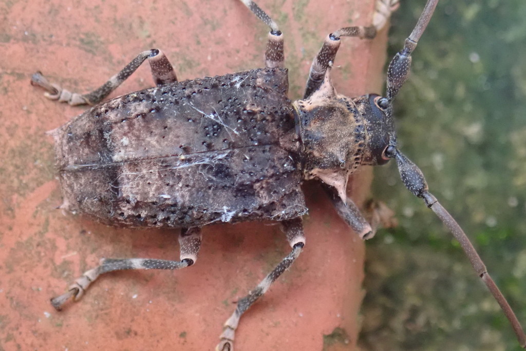 Polyrhaphis spinipennis