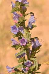 Echium gaditanum