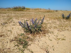 Echium gaditanum