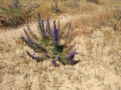 Echium gaditanum