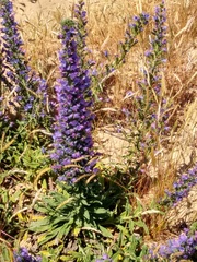 Echium gaditanum