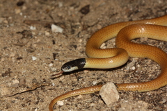 Rhynchocalamus melanocephalus