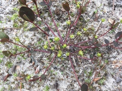 Euphorbia ipecacuanhae