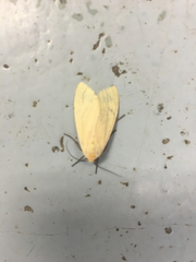 Arctiinae