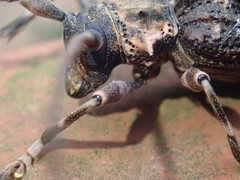 Polyrhaphis spinipennis