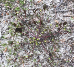 Euphorbia ipecacuanhae