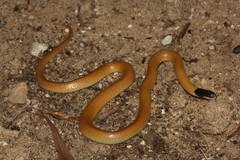 Rhynchocalamus melanocephalus