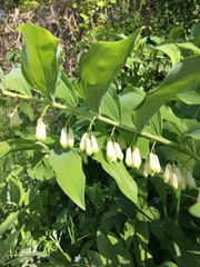 Polygonatum × hybridum