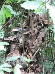 Sphenomorphus indicus