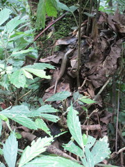 Sphenomorphus indicus