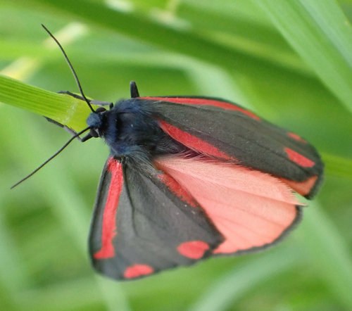 Cinnabar moth, Uiterwaarden Lek, Lexmond, Utrecht, NL, photo 6 of 10