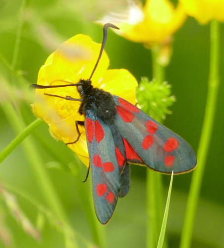 Six-spot Burnet, Lexmond, Utrecht, NL, photo 7 of 10