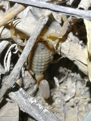 Hottentotta conspersus