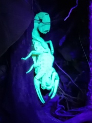 Hottentotta conspersus