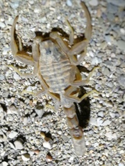 Hottentotta conspersus