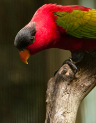 Purple-Naped Lory photo 5