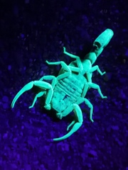 Hottentotta conspersus