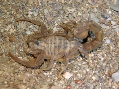 Hottentotta conspersus