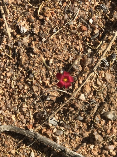 Spiral Sorrel (Oxalis helicoides)