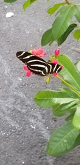 Heliconius charithonia