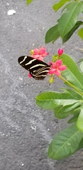 Heliconius charithonia