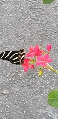 Heliconius charithonia