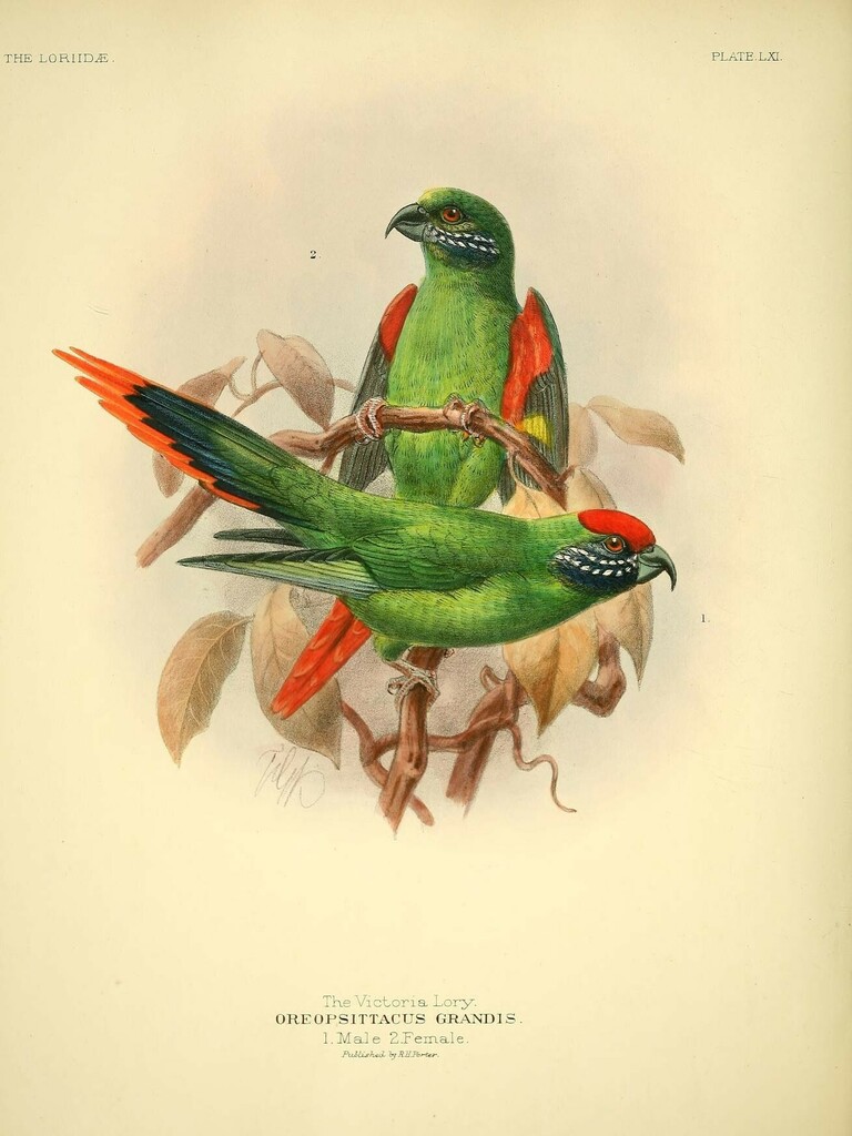 Oreopsittacus