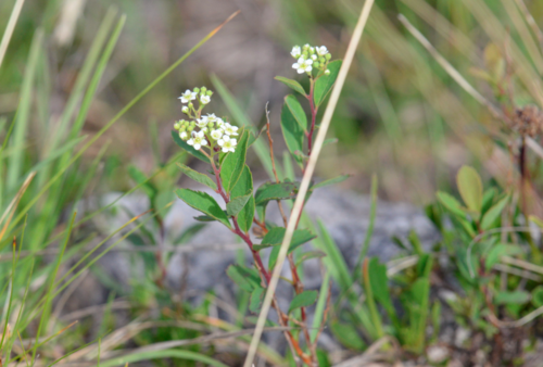 Spiraea decumbens, photograph 1