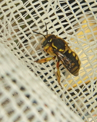 Anthidium