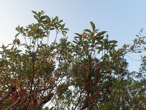 Wendlandia glabrata observed 2019-02-04