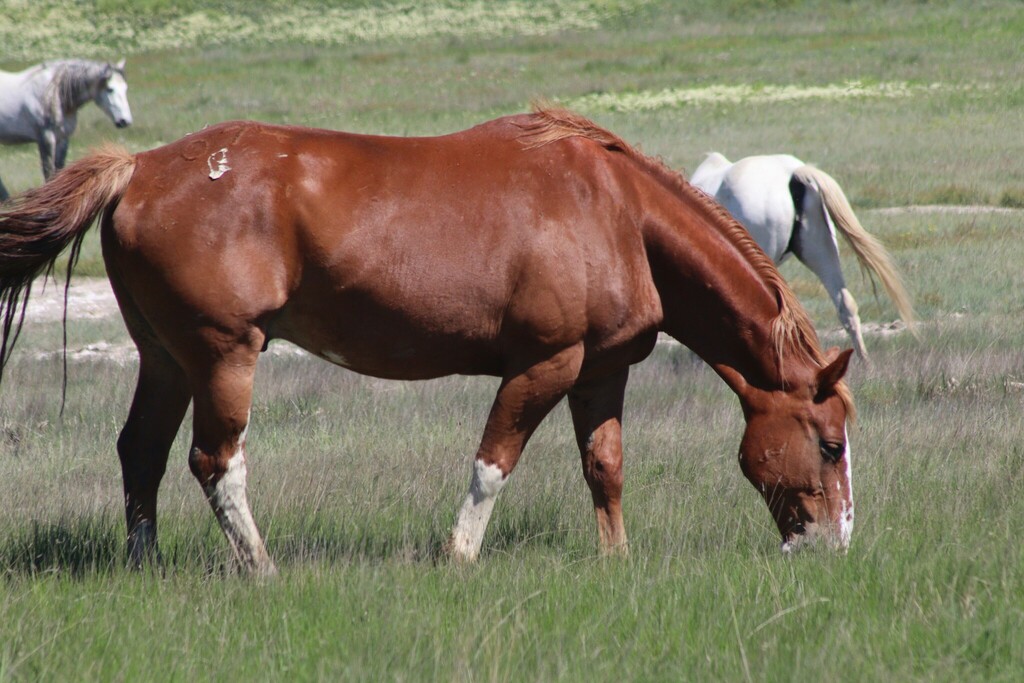 Custer National Grassland SD — Buffalo, South Dakota dispersed campsite