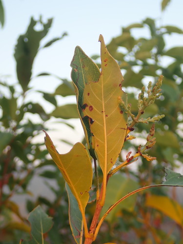 Wendlandia glabrata