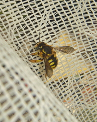 Anthidium