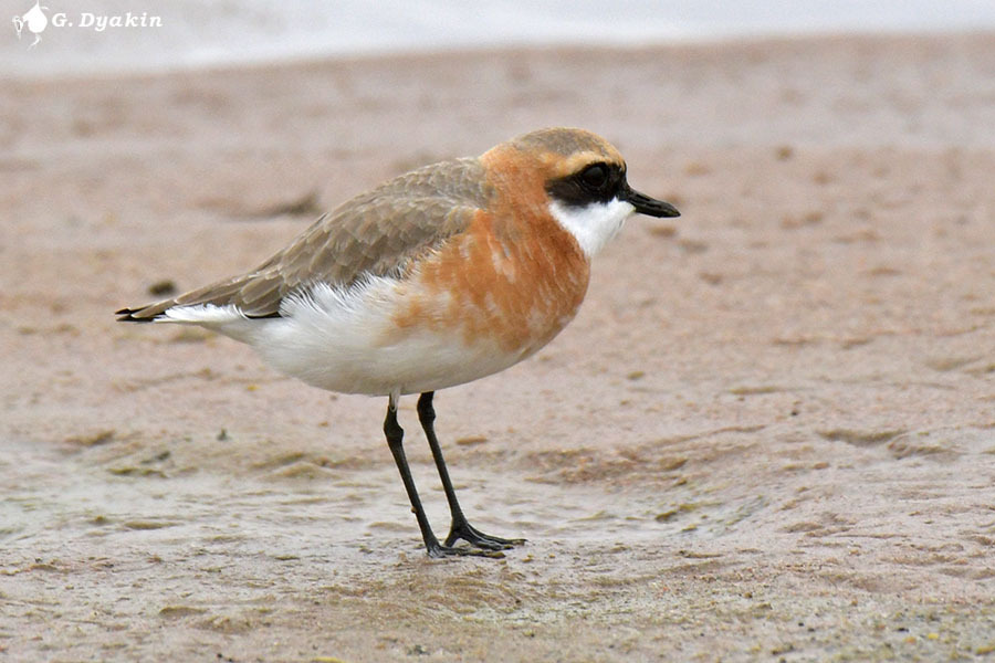 Tibetan Sand-Plover photo