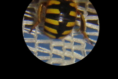 Anthidium