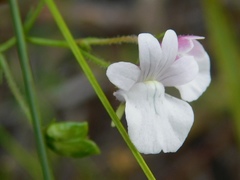 Nemesia diffusa