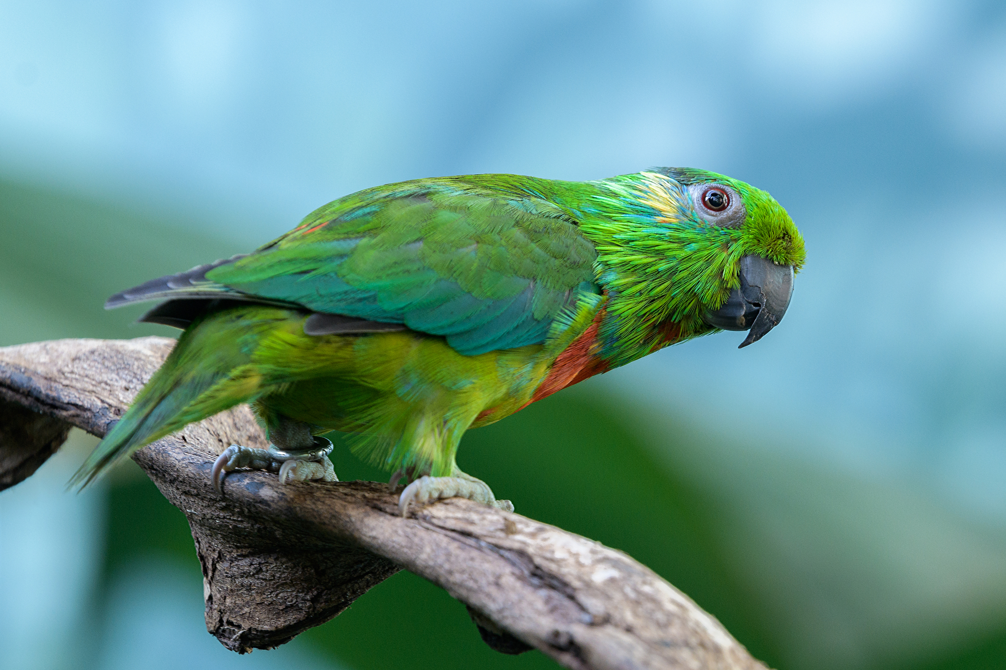 Salvadori's Fig-Parrot illustration