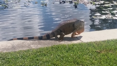 Iguana iguana
