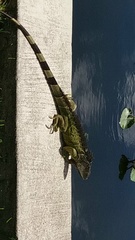 Iguana iguana
