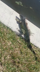 Iguana iguana