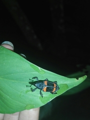 Cactophagus duplocinctus