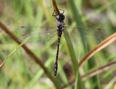 Gomphaeschna antilope